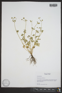 Ranunculus parviflorus image