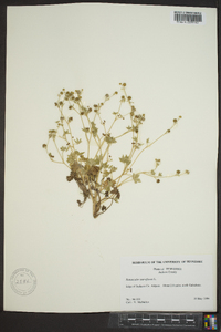 Ranunculus parviflorus image