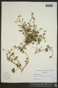 Ranunculus parviflorus image