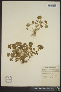 Ranunculus parviflorus image