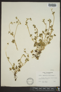 Ranunculus parviflorus image