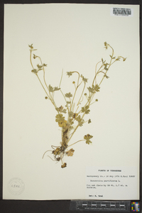 Ranunculus parviflorus image