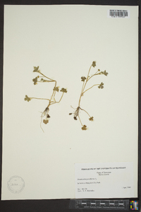 Ranunculus parviflorus image