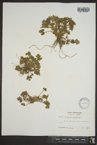 Ranunculus parviflorus image