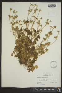 Ranunculus parviflorus image