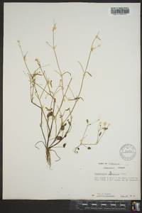 Ranunculus pusillus image