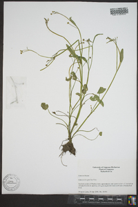 Ranunculus pusillus image