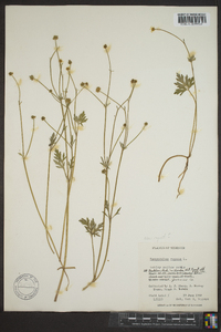 Ranunculus repens image