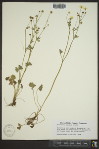Ranunculus sardous image