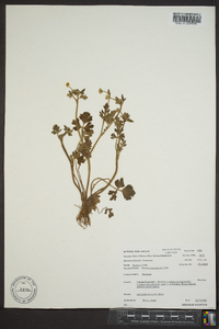 Ranunculus sardous image