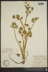 Ranunculus sardous image