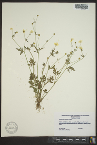 Ranunculus sardous image