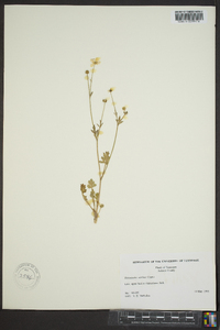 Ranunculus sardous image