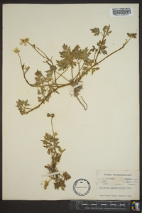 Ranunculus septentrionalis image