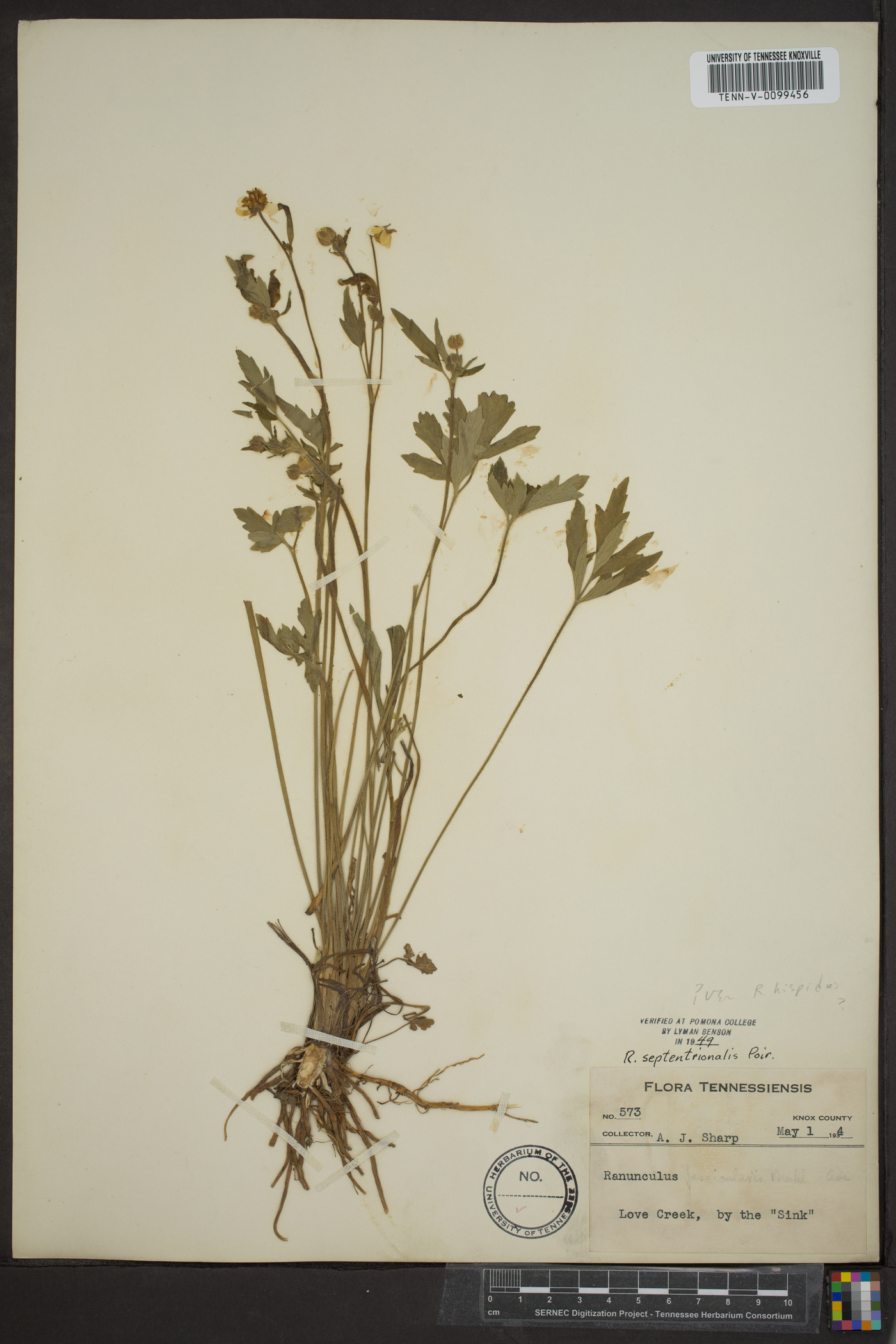 Ranunculus septentrionalis image