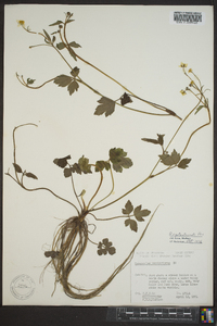 Ranunculus septentrionalis image