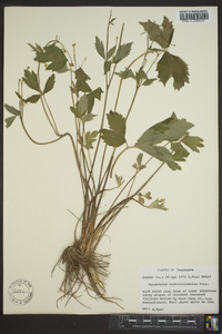 Ranunculus septentrionalis image