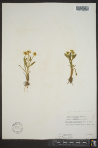 Ranunculus alismifolius image