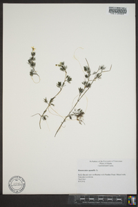 Ranunculus aquatilis image