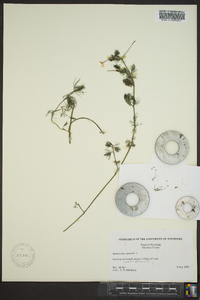 Ranunculus aquatilis image