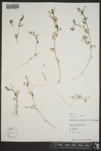 Ranunculus trichophyllus image