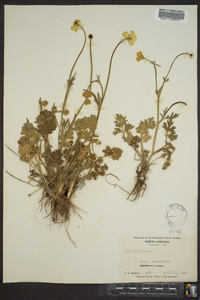 Ranunculus bulbosus image