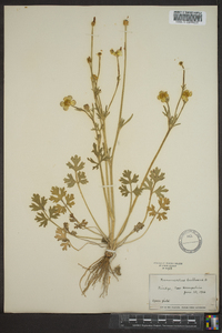 Ranunculus bulbosus image