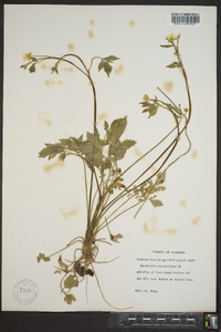 Ranunculus carolinianus image