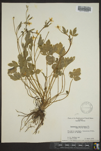 Ranunculus carolinianus image