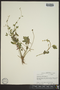 Ranunculus carolinianus image