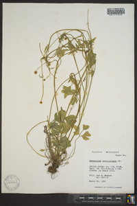 Ranunculus carolinianus image