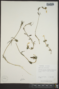 Ranunculus aquatilis var. diffusus image