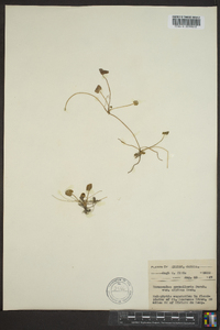 Ranunculus cymbalaria image