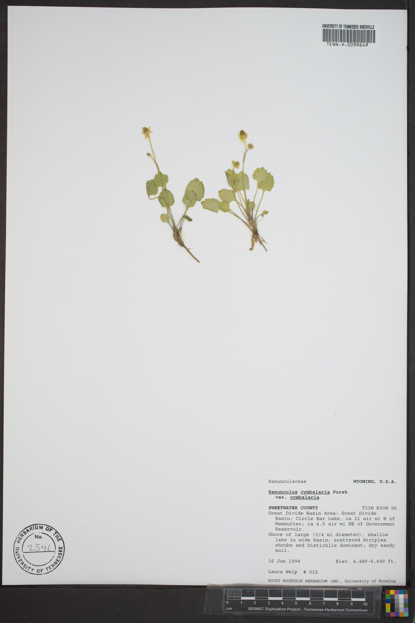 Ranunculus cymbalaria var. cymbalaria image