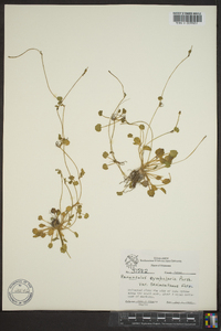 Ranunculus cymbalaria image