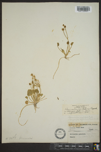 Ranunculus cymbalaria image