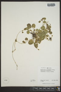 Ranunculus cymbalaria image