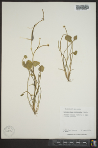 Ranunculus cymbalaria image