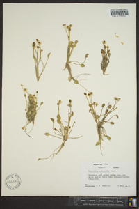 Ranunculus cymbalaria image