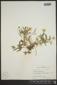 Ranunculus fascicularis image