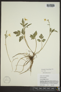 Ranunculus fascicularis image