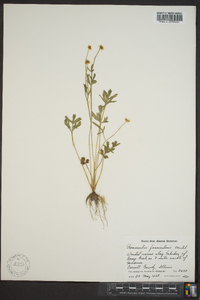 Ranunculus fascicularis image