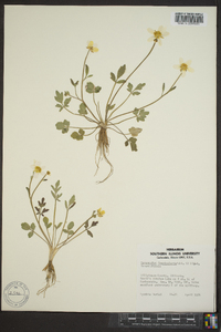 Ranunculus fascicularis image