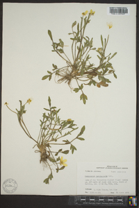 Ranunculus fascicularis image