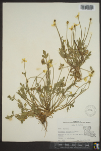 Ranunculus fascicularis image