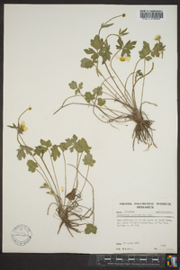 Ranunculus fascicularis image