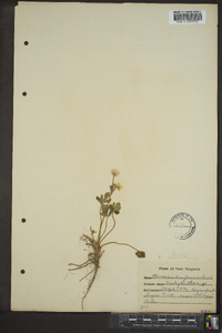 Ranunculus fascicularis image