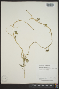 Ranunculus gmelini image