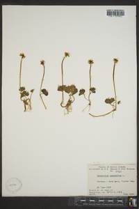 Ranunculus lapponicus image