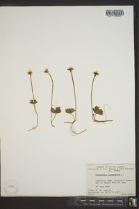 Ranunculus lapponicus image